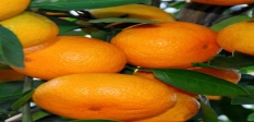 Satsumas Premium